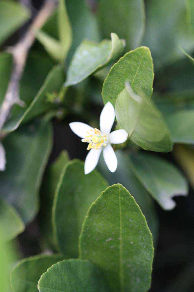            Flower (Stow #7, Riverside, CA)   